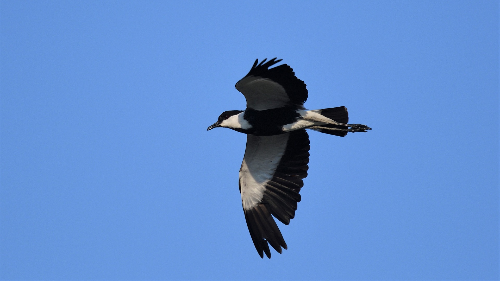 Spur-winged Lapwing